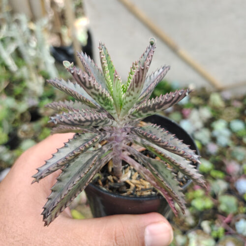 Kalanchoe Daigremontiana, real gallery image #5 plants. Picture taken directly from kaktus.id community Kalanchoe farmer green houses.