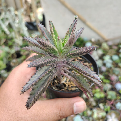 Kalanchoe Daigremontiana, real gallery image #6 plants. Picture taken directly from kaktus.id community Kalanchoe farmer green houses.