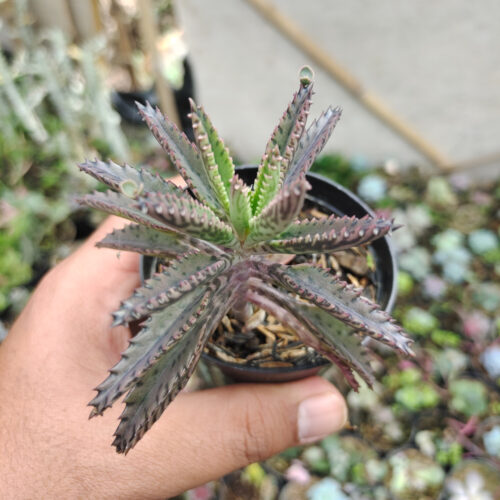 Kalanchoe Daigremontiana, real gallery image #7 plants. Picture taken directly from kaktus.id community Kalanchoe farmer green houses.