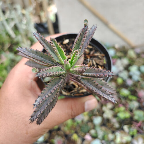 Kalanchoe Daigremontiana, real gallery image #8 plants. Picture taken directly from kaktus.id community Kalanchoe farmer green houses.