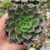 Echeveria Black Prince Size 12 Cm, real feature image plant. Picture taken directly from kaktus.id community Echeveria farmer green houses.