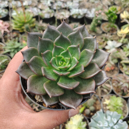 Echeveria Black Prince Size 12 Cm, real gallery image #2 plants. Picture taken directly from kaktus.id community Echeveria farmer green houses.
