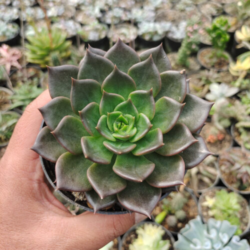 Echeveria Black Prince Size 12 Cm, real gallery image #3 plants. Picture taken directly from kaktus.id community Echeveria farmer green houses.