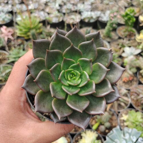 Echeveria Black Prince Size 12 Cm, real gallery image #4 plants. Picture taken directly from kaktus.id community Echeveria farmer green houses.