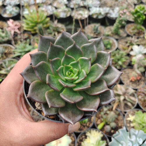 Echeveria Black Prince Size 12 Cm, real gallery image #5 plants. Picture taken directly from kaktus.id community Echeveria farmer green houses.