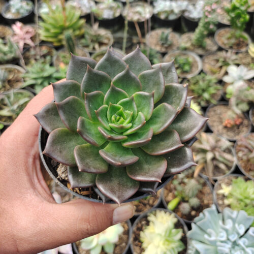 Echeveria Black Prince Size 12 Cm, real gallery image #1 plants. Picture taken directly from kaktus.id community Echeveria farmer green houses.