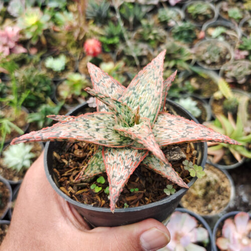 Aloe Pink Blush, real gallery image #1 plants. Picture taken directly from kaktus.id community Aloe farmer green houses.