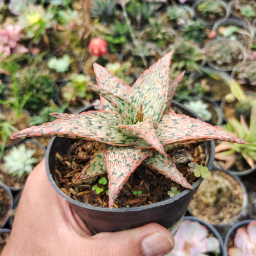 Aloe Pink Blush, real gallery image #2 plants. Picture taken directly from kaktus.id community Aloe farmer green houses.