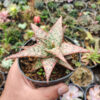 Aloe Pink Blush, real gallery image #3 plants. Picture taken directly from kaktus.id community Aloe farmer green houses.
