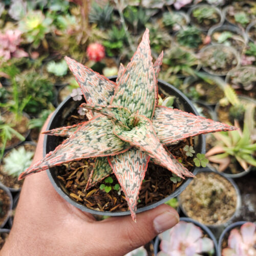 Aloe Pink Blush, real gallery image #4 plants. Picture taken directly from kaktus.id community Aloe farmer green houses.