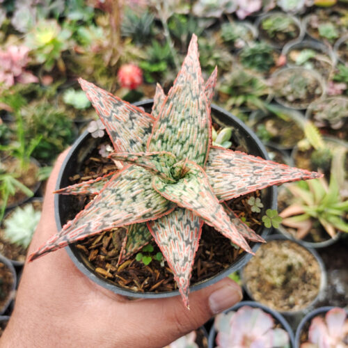 Aloe Pink Blush, real gallery image #5 plants. Picture taken directly from kaktus.id community Aloe farmer green houses.