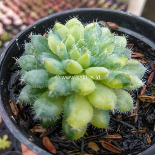 Echeveria Setosa Deminuta Aurea Variegated, real gallery image #3 plants. Picture taken directly from kaktus.id community Echeveria farmer green houses.
