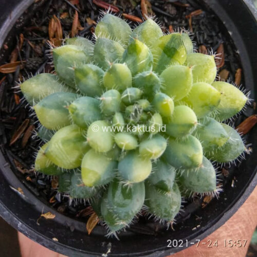 Echeveria Setosa Deminuta Aurea Variegated, real gallery image #2 plants. Picture taken directly from kaktus.id community Echeveria farmer green houses.