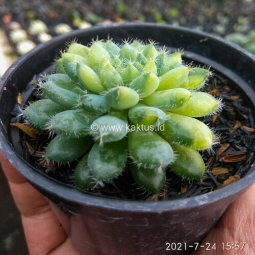 Echeveria Setosa Deminuta Aurea Variegated, real gallery image #1 plants. Picture taken directly from kaktus.id community Echeveria farmer green houses.
