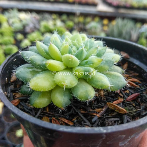 Echeveria Setosa Deminuta Aurea Variegated, real gallery image #4 plants. Picture taken directly from kaktus.id community Echeveria farmer green houses.