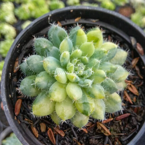 Echeveria Setosa Deminuta Aurea Variegated, real gallery image #6 plants. Picture taken directly from kaktus.id community Echeveria farmer green houses.