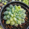 Echeveria Setosa Deminuta Aurea Variegated, real gallery image #5 plants. Picture taken directly from kaktus.id community Echeveria farmer green houses.