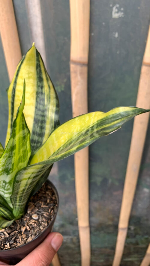 Sansevieria Futura America Variegated, real gallery image #11 plants. Picture taken directly from kaktus.id community Sansevieria farmer green houses.