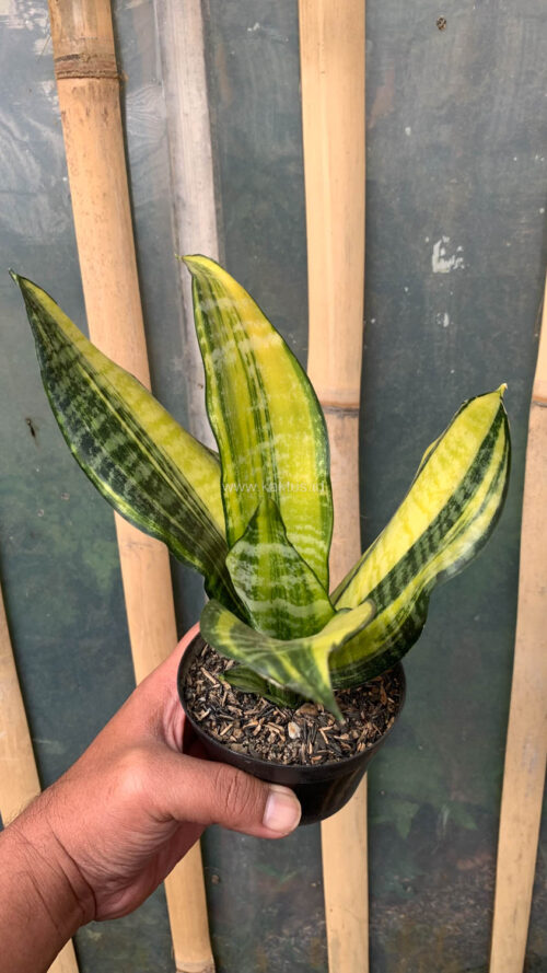 Sansevieria Futura America Variegated, real gallery image #12 plants. Picture taken directly from kaktus.id community Sansevieria farmer green houses.
