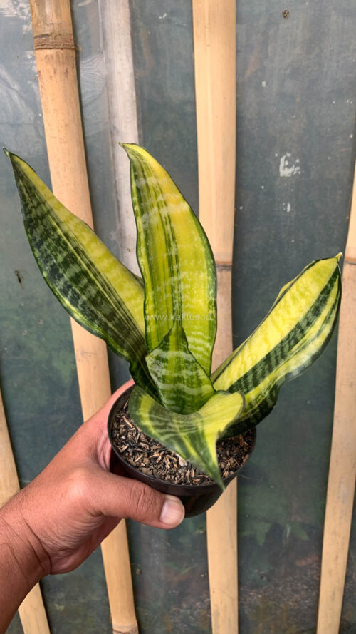 Sansevieria Futura America Variegated, real gallery image #13 plants. Picture taken directly from kaktus.id community Sansevieria farmer green houses.
