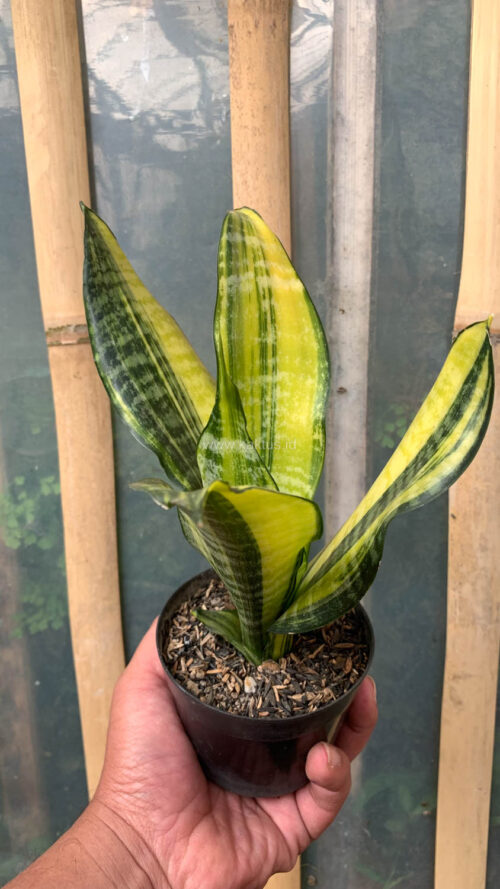 Sansevieria Futura America Variegated, real gallery image #14 plants. Picture taken directly from kaktus.id community Sansevieria farmer green houses.