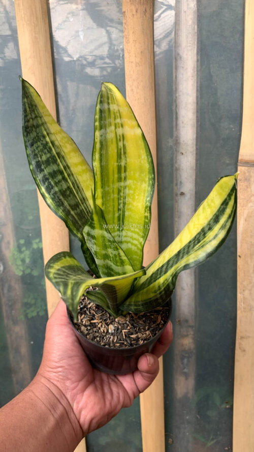 Sansevieria Futura America Variegated, real gallery image #15 plants. Picture taken directly from kaktus.id community Sansevieria farmer green houses.