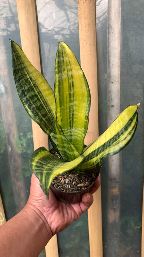 Sansevieria Futura America Variegated, real gallery image #16 plants. Picture taken directly from kaktus.id community Sansevieria farmer green houses.