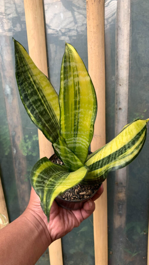 Sansevieria Futura America Variegated, real gallery image #17 plants. Picture taken directly from kaktus.id community Sansevieria farmer green houses.