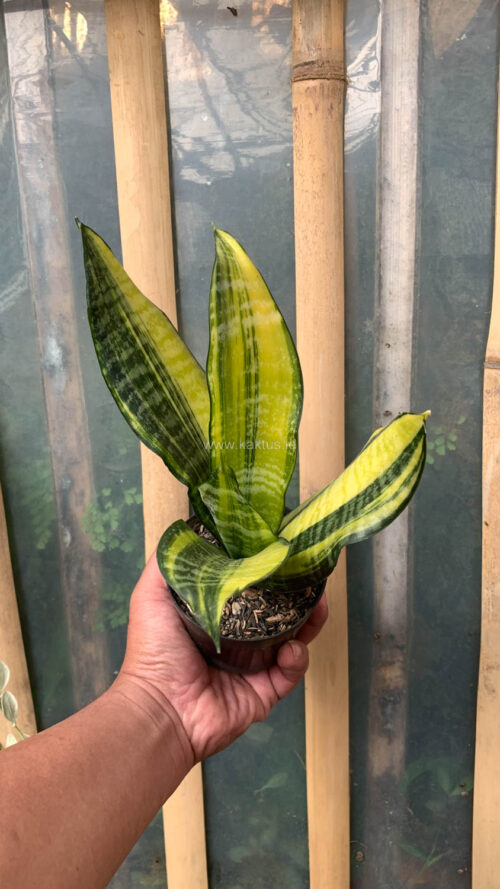 Sansevieria Futura America Variegated, real gallery image #18 plants. Picture taken directly from kaktus.id community Sansevieria farmer green houses.