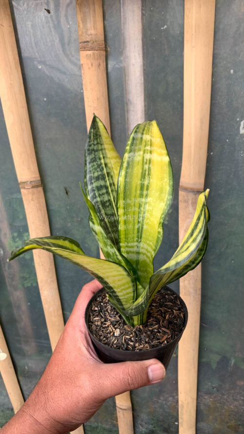 Sansevieria Futura America Variegated, real gallery image #1 plants. Picture taken directly from kaktus.id community Sansevieria farmer green houses.