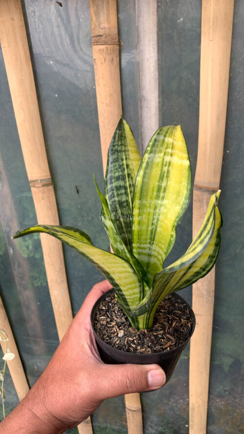 Sansevieria Futura America Variegated, real gallery image #5 plants. Picture taken directly from kaktus.id community Sansevieria farmer green houses.