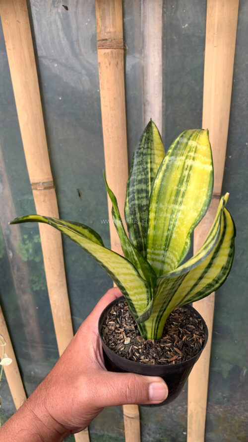 Sansevieria Futura America Variegated, real gallery image #6 plants. Picture taken directly from kaktus.id community Sansevieria farmer green houses.