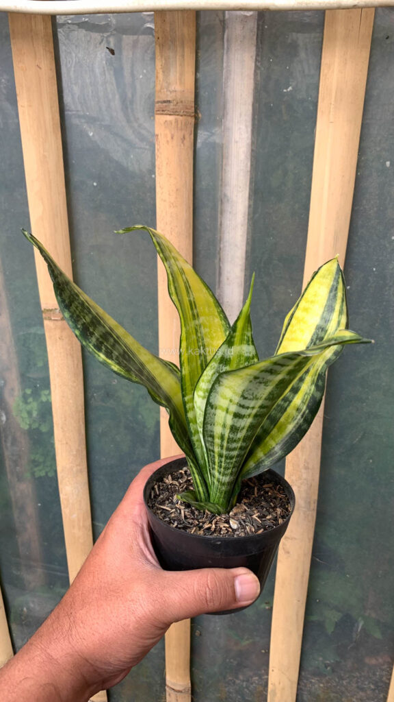 kaktus.id
