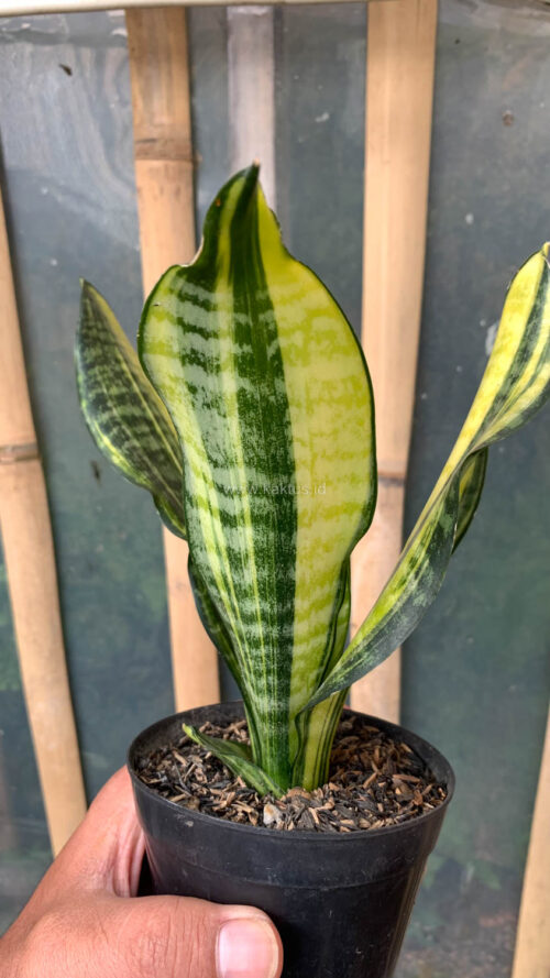 Sansevieria Futura America Variegated, real gallery image #8 plants. Picture taken directly from kaktus.id community Sansevieria farmer green houses.