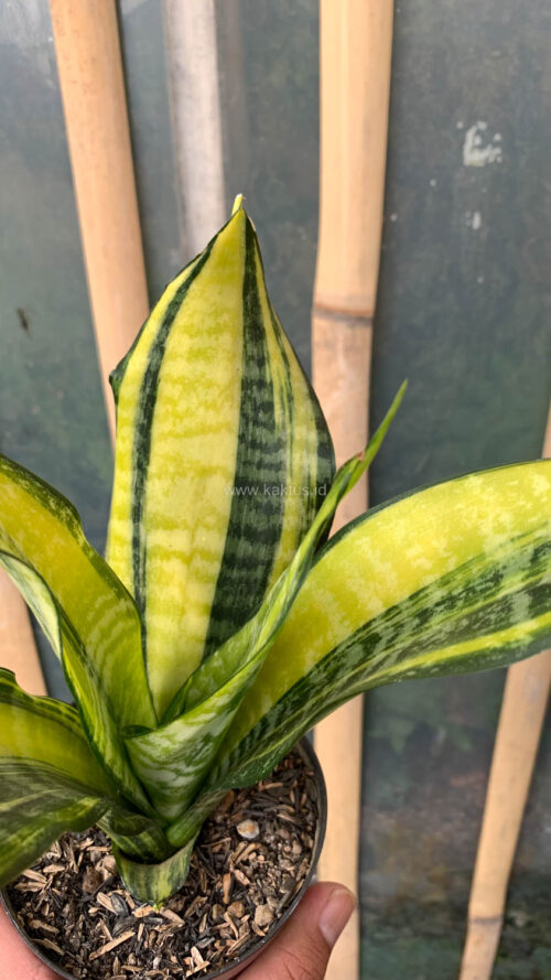 Sansevieria Futura America Variegated, real gallery image #4 plants. Picture taken directly from kaktus.id community Sansevieria farmer green houses.