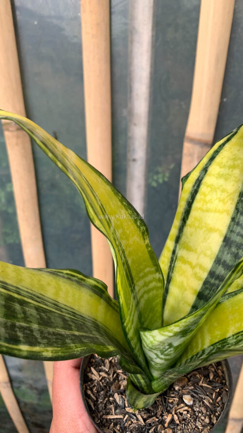Sansevieria Futura America Variegated, real gallery image #9 plants. Picture taken directly from kaktus.id community Sansevieria farmer green houses.