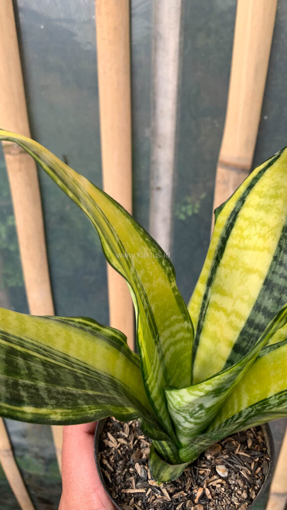 kaktus.id