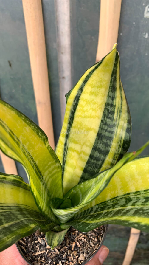 Sansevieria Futura America Variegated, real gallery image #10 plants. Picture taken directly from kaktus.id community Sansevieria farmer green houses.