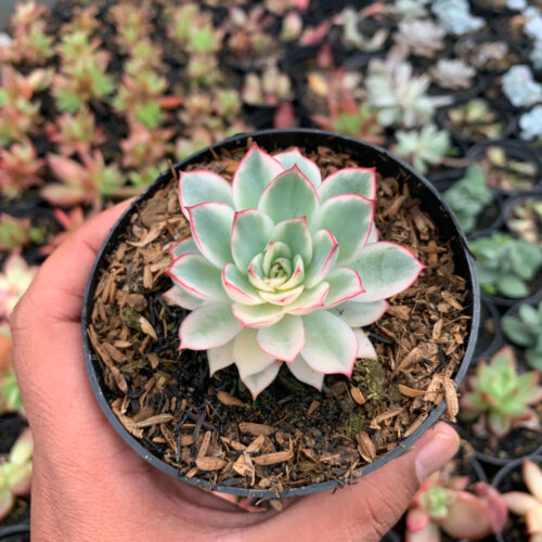 Echeveria Pulidonis White Variegated, real gallery image #2 plants. Picture taken directly from kaktus.id community Echeveria farmer green houses.