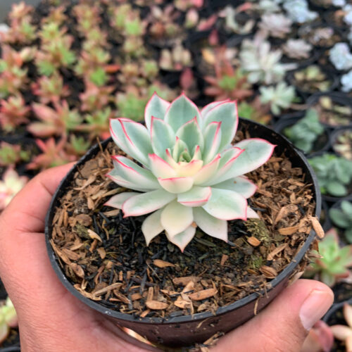 Echeveria Pulidonis White Variegated, real gallery image #4 plants. Picture taken directly from kaktus.id community Echeveria farmer green houses.