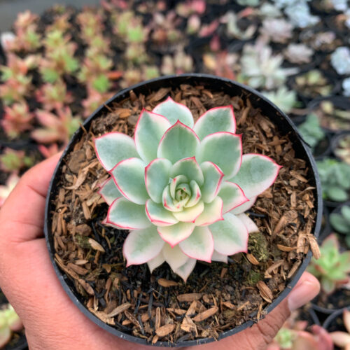 Echeveria Pulidonis White Variegated, real gallery image #6 plants. Picture taken directly from kaktus.id community Echeveria farmer green houses.