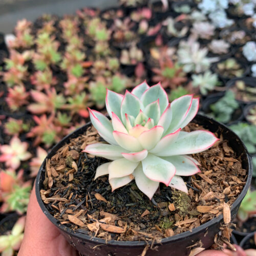 Echeveria Pulidonis White Variegated, real gallery image #7 plants. Picture taken directly from kaktus.id community Echeveria farmer green houses.