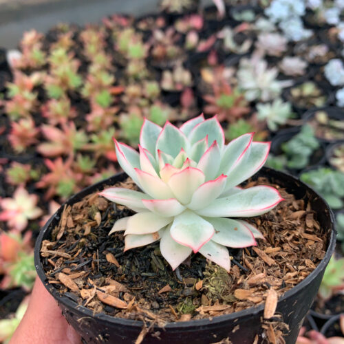 Echeveria Pulidonis White Variegated, real gallery image #8 plants. Picture taken directly from kaktus.id community Echeveria farmer green houses.