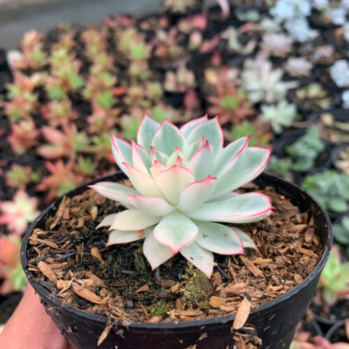 Echeveria Pulidonis White Variegated, real gallery image #9 plants. Picture taken directly from kaktus.id community Echeveria farmer green houses.