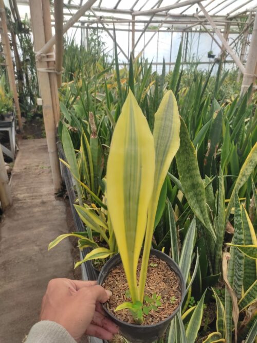 Sansevieria Metallica Huftman, real gallery image #1 plants. Picture taken directly from kaktus.id community Sansevieria farmer green houses.