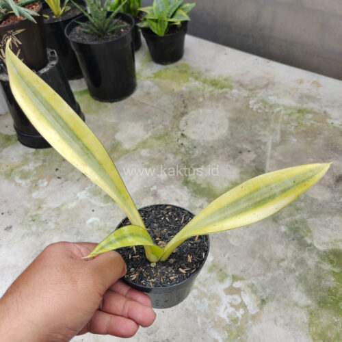 Sansevieria Metallica Huftman, real gallery image #2 plants. Picture taken directly from kaktus.id community Sansevieria farmer green houses.
