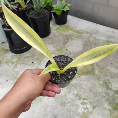 Sansevieria Metallica Huftman, real gallery image #5 plants. Picture taken directly from kaktus.id community Sansevieria farmer green houses.