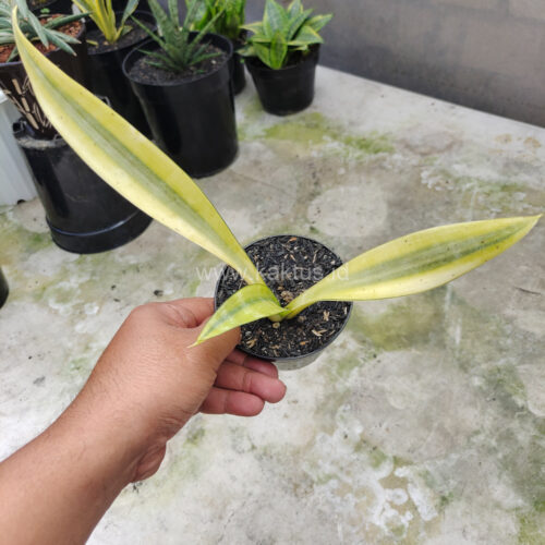 Sansevieria Metallica Huftman, real gallery image #6 plants. Picture taken directly from kaktus.id community Sansevieria farmer green houses.