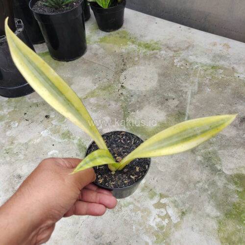 Sansevieria Metallica Huftman, real gallery image #7 plants. Picture taken directly from kaktus.id community Sansevieria farmer green houses.