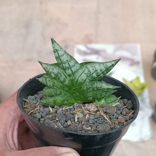 Sansevieria Bonji, real gallery image #2 plants. Picture taken directly from kaktus.id community Sansevieria farmer green houses.